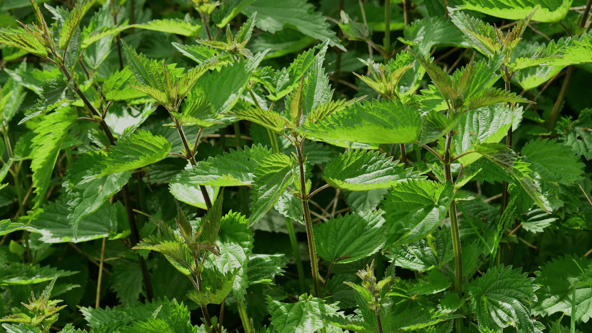 epiedu nutrizione ortomolecolare